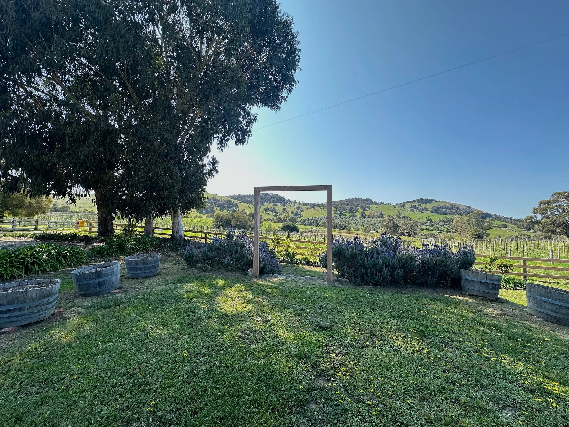 Rolling country and vineyard at McIvor Estate in Tooborac